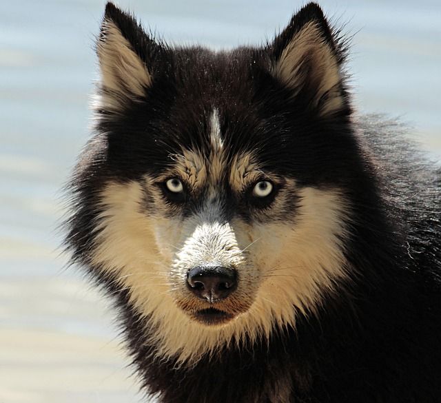 Calm dog grooming result with brushed coat texture