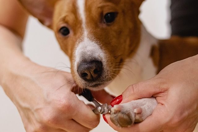 Nail care specialist supporting gentle animal handling