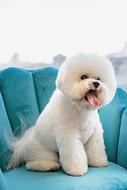 Pet spa specialist creating soft sensory care experiences