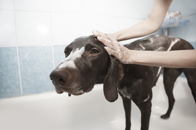 Pet spa portfolio sample with soft clean grooming finish